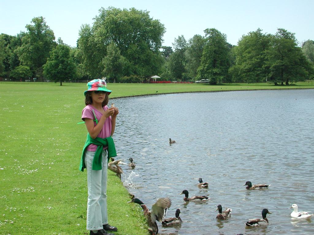Feeding Ducks