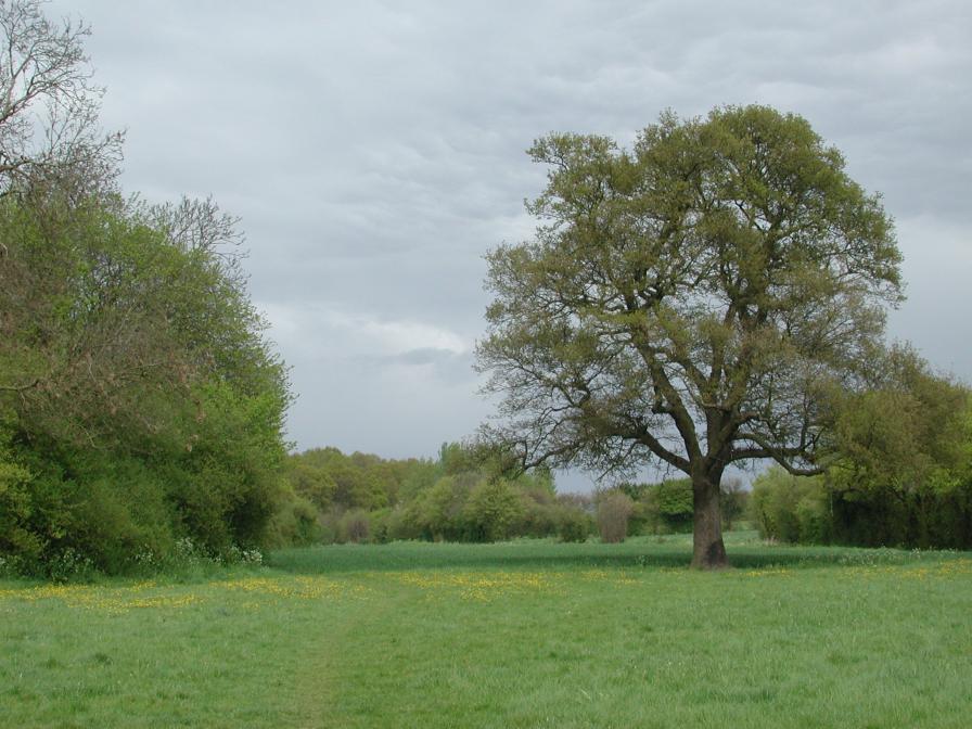 Countryside around Thaxted, Essex