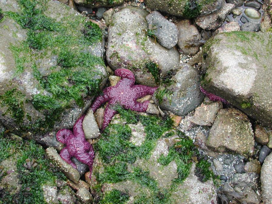 Starfish at Batchelor Bay