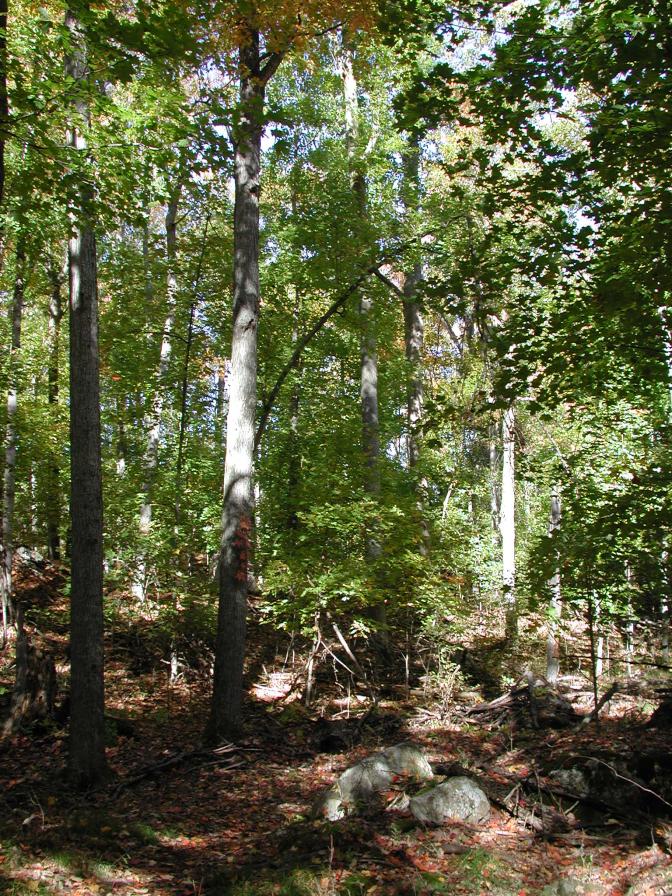 Mature Forest