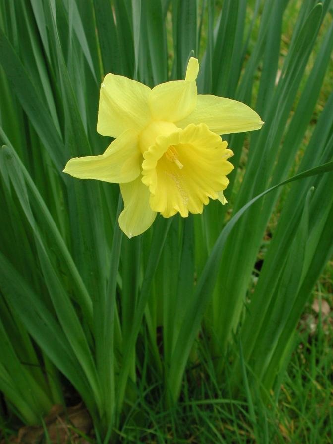 Daffodil