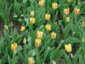 Tulips II