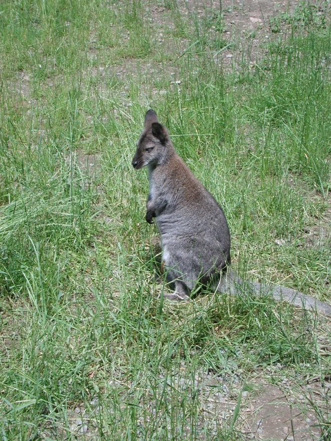 Young Wallaby
