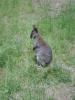 Young Wallaby