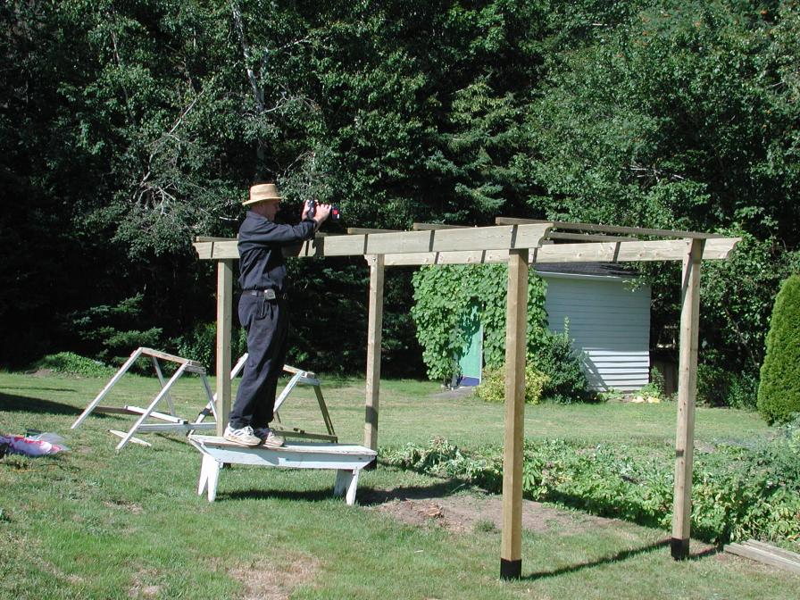 Merle building a grape arbour