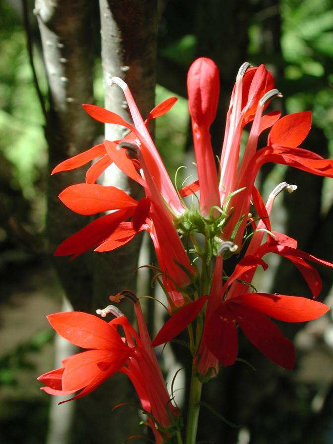 Cardinal flower, Wild Gardens of Acadia