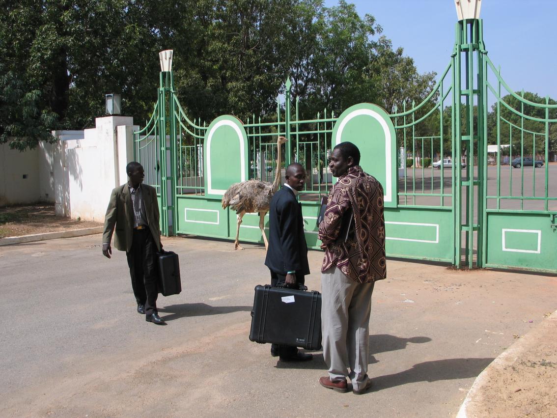 Abdoulaye and Presidential Ostrich