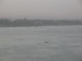 Niger River