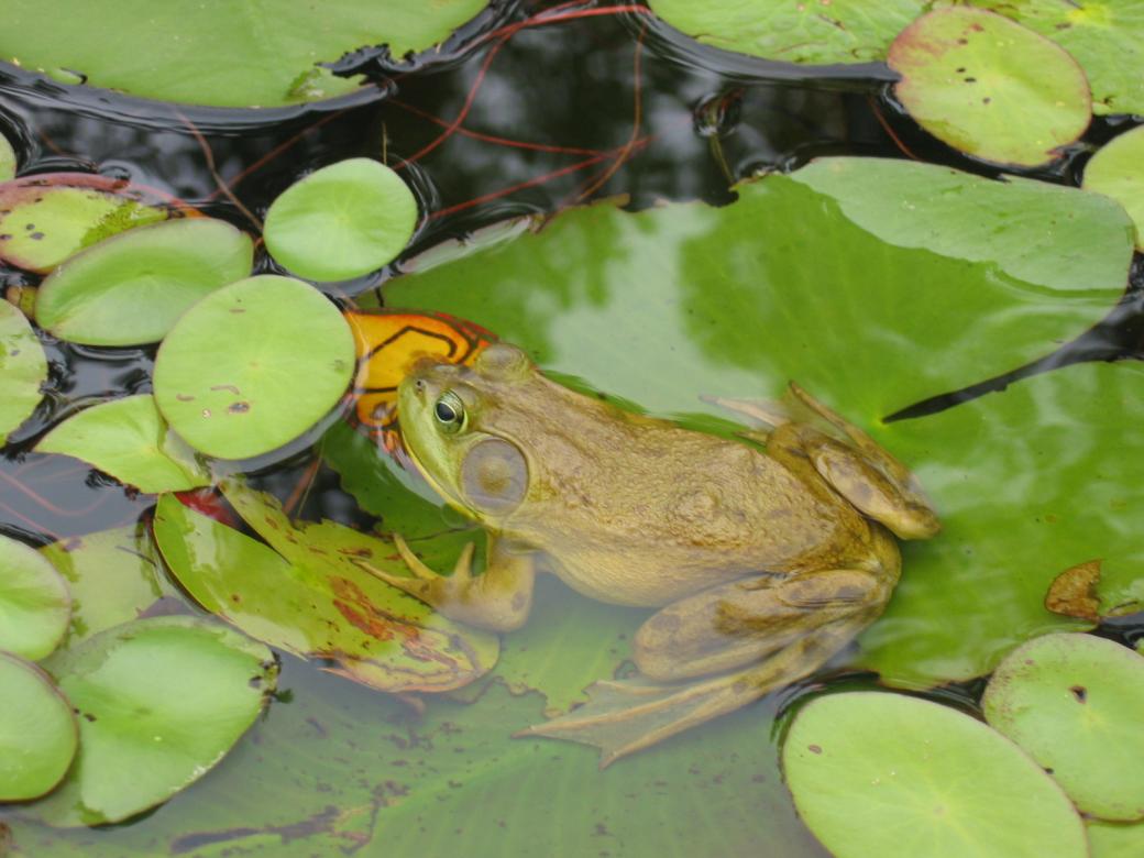 Bullfrog