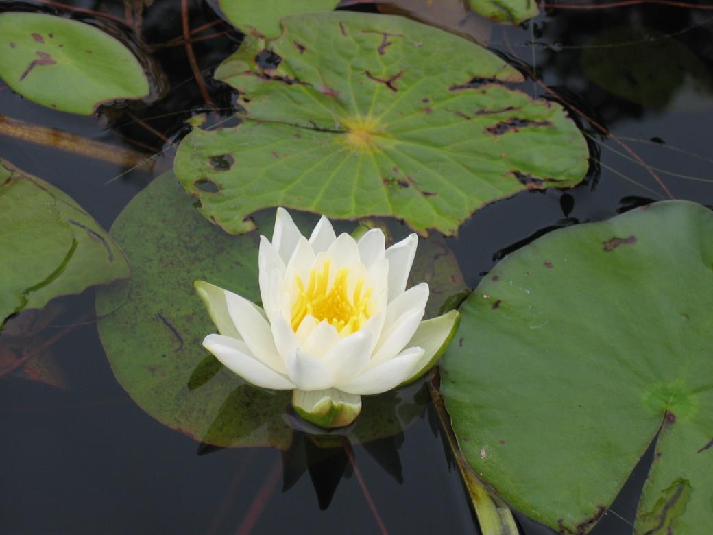 Waterlily