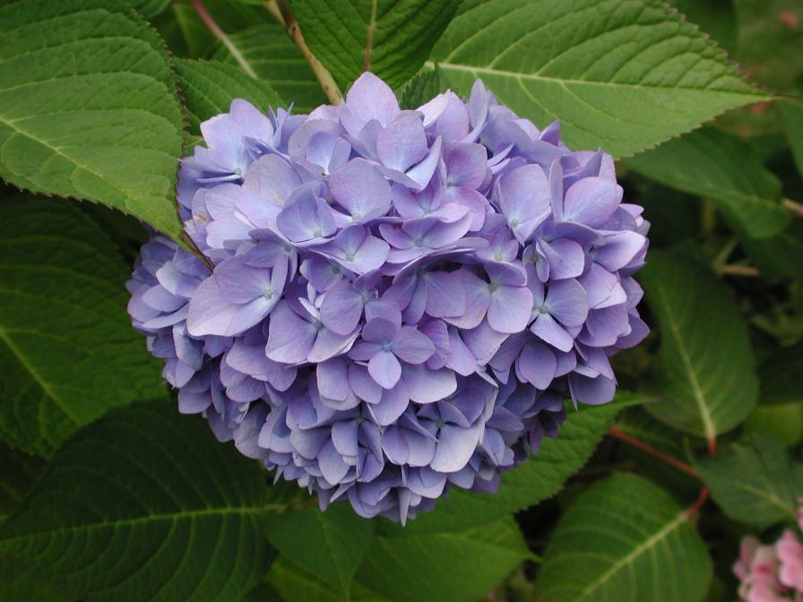 Hydrangea