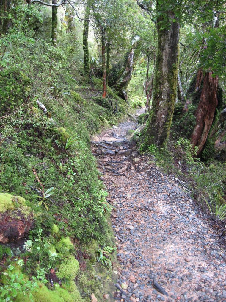 Tararua Forest Park