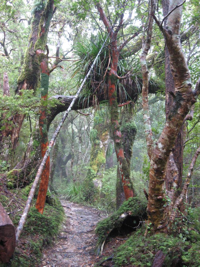 Mist, Moss and Ferns