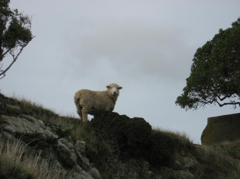 Soames Island Sheep