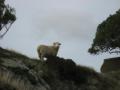 Soames Island Sheep