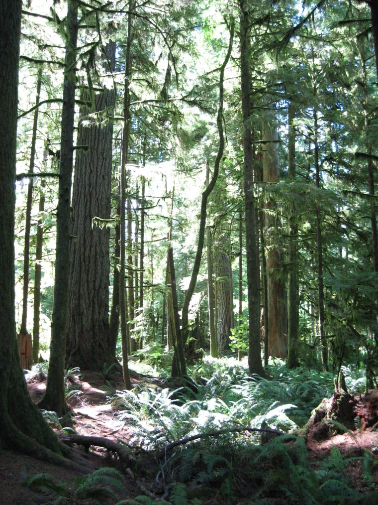 Cathedral Grove