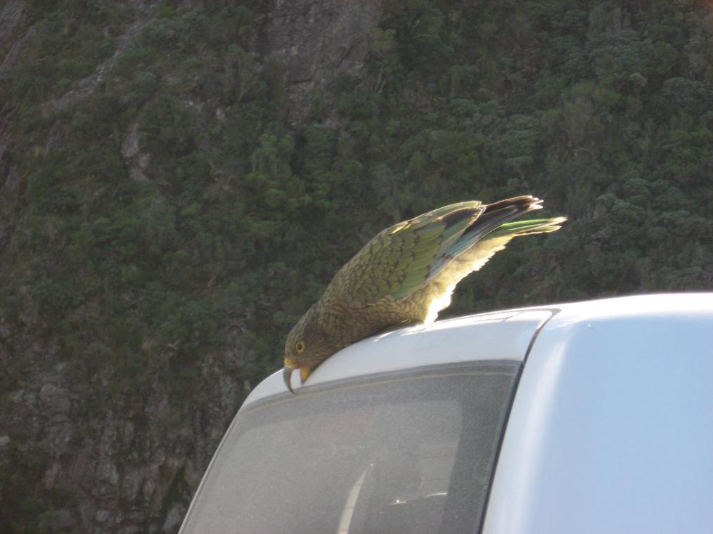 Kea Attack