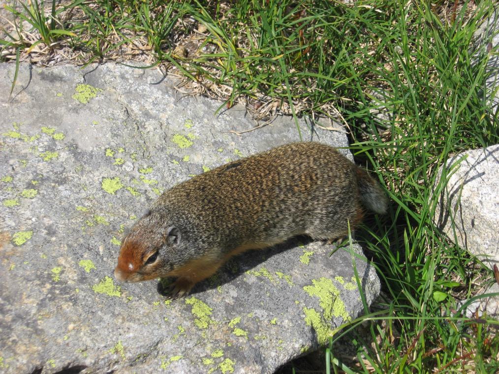 Attack of the Mutant Ground Squirrels