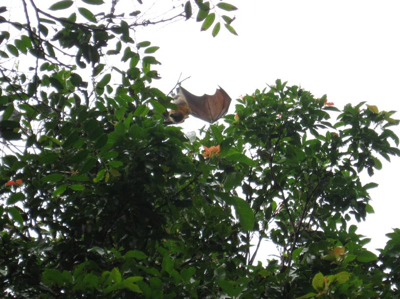 Flying Fox
