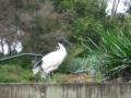 Aussie Ibis