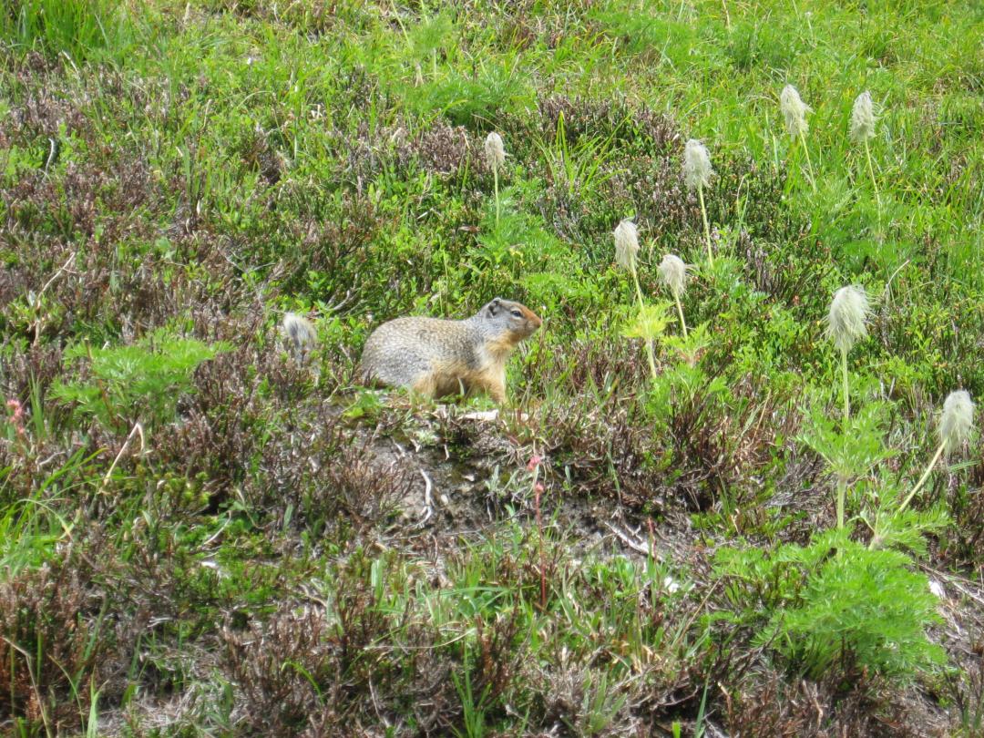 Ground Squirrel